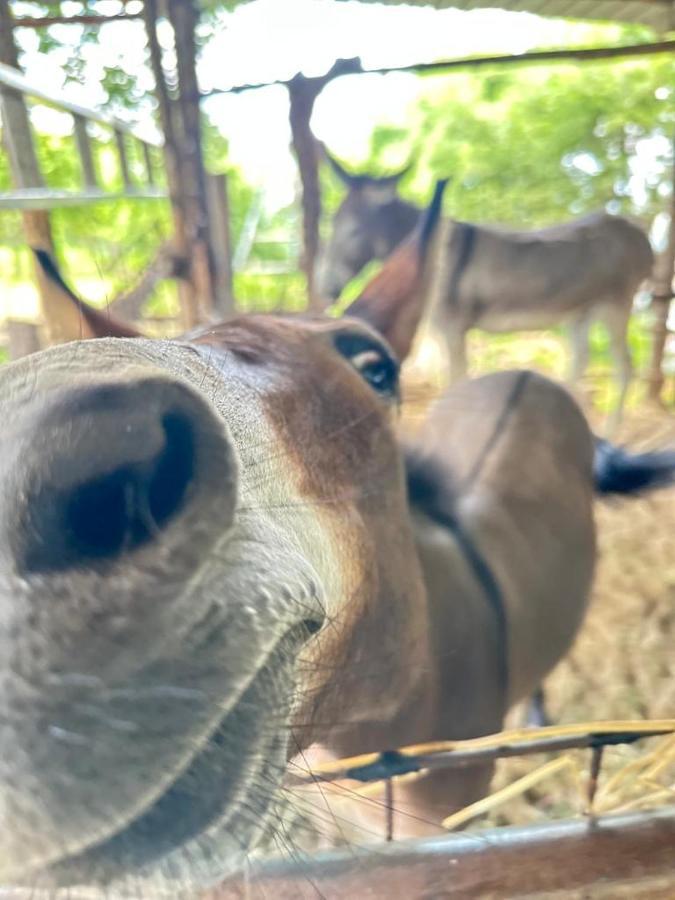 Готель Habitat Eco Farm Сорренто Екстер'єр фото
